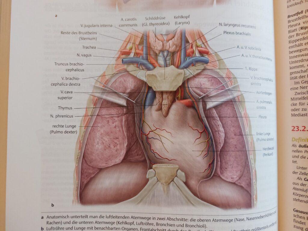 Anatomische Darstellungen von Thieme
